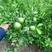 沃柑苗，春见苗，大雅一号柑橘苗，品种保证30公分起通苗