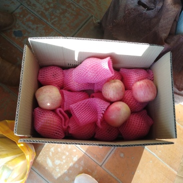 常年大量供应红富士可代办