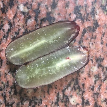 甜蜜蓝宝石葡萄苗2年30cm以下