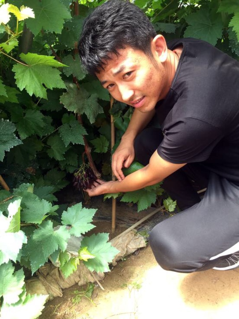 甜蜜蓝宝石葡萄苗2年30cm以下
