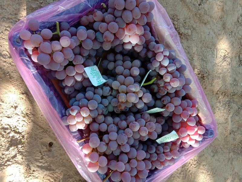 河北涿鹿精品库存龙眼葡萄已经大量上市，可以供货到春节！