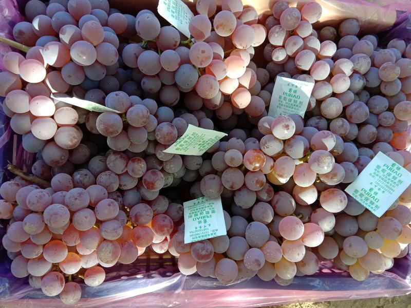 河北涿鹿精品库存龙眼葡萄已经大量上市，可以供货到春节！