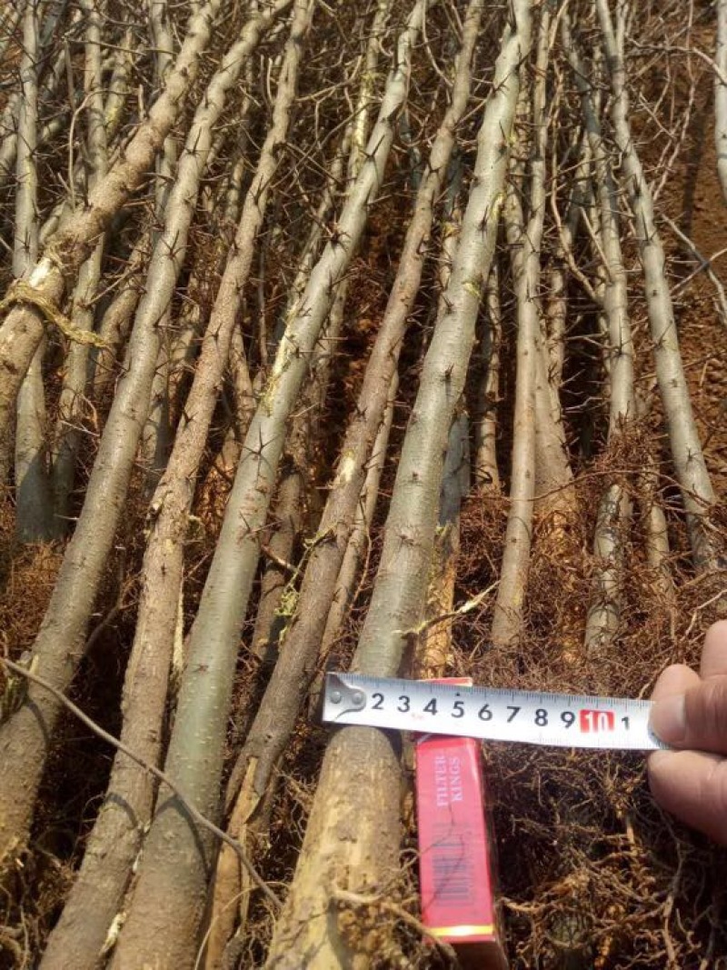 皂角刺种苗，皂角树种苗价格，嫁接新品种303皂角树苗批发