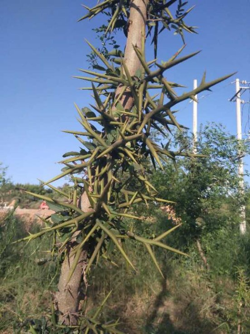 皂角刺种苗，皂角树种苗价格，嫁接新品种303皂角树苗批发