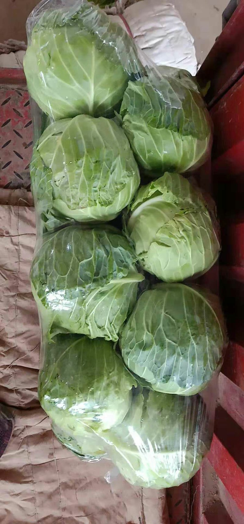 绿甘蓝