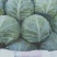绿甘蓝