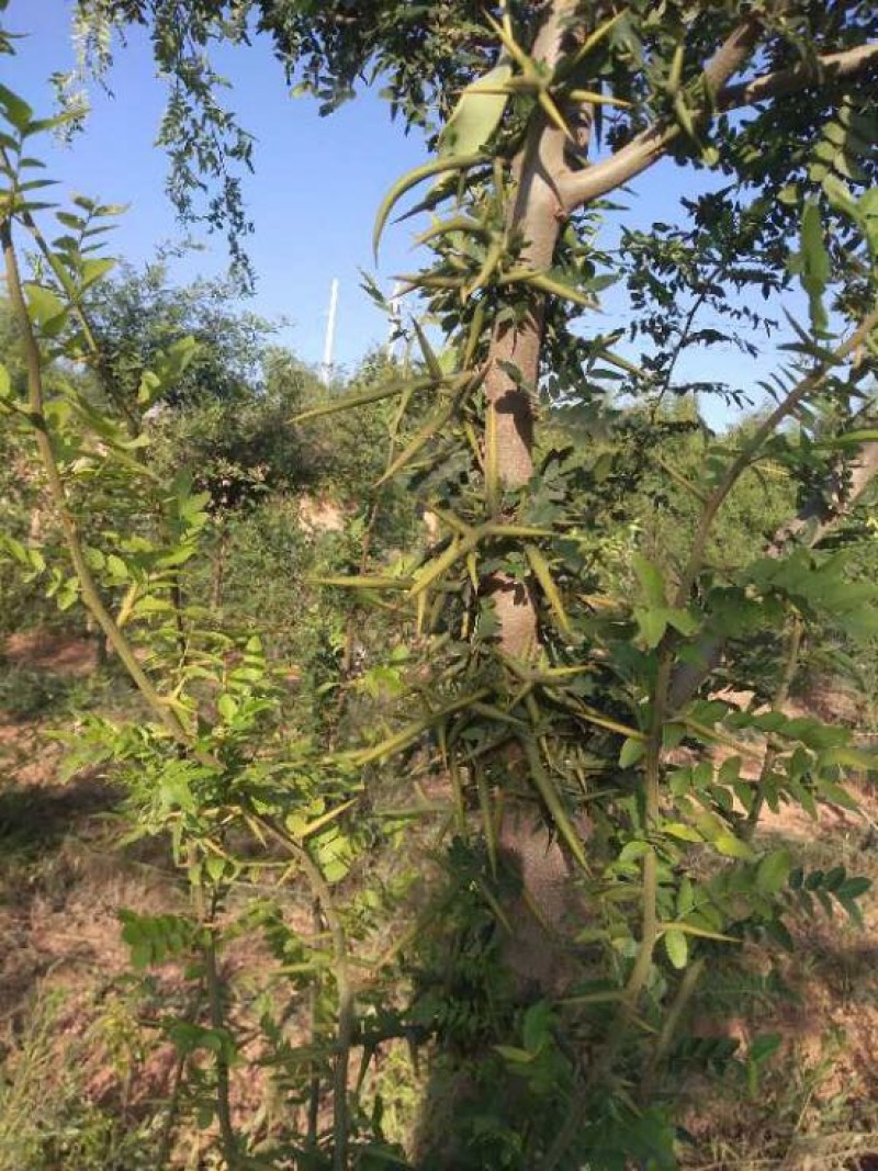皂刺苗，嫁接皂角树种苗价格，新品种303皂角刺苗批发厂家