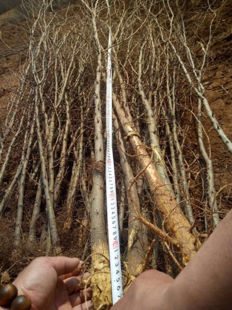 皂刺苗，嫁接皂角树种苗价格，新品种303皂角刺苗批发厂家