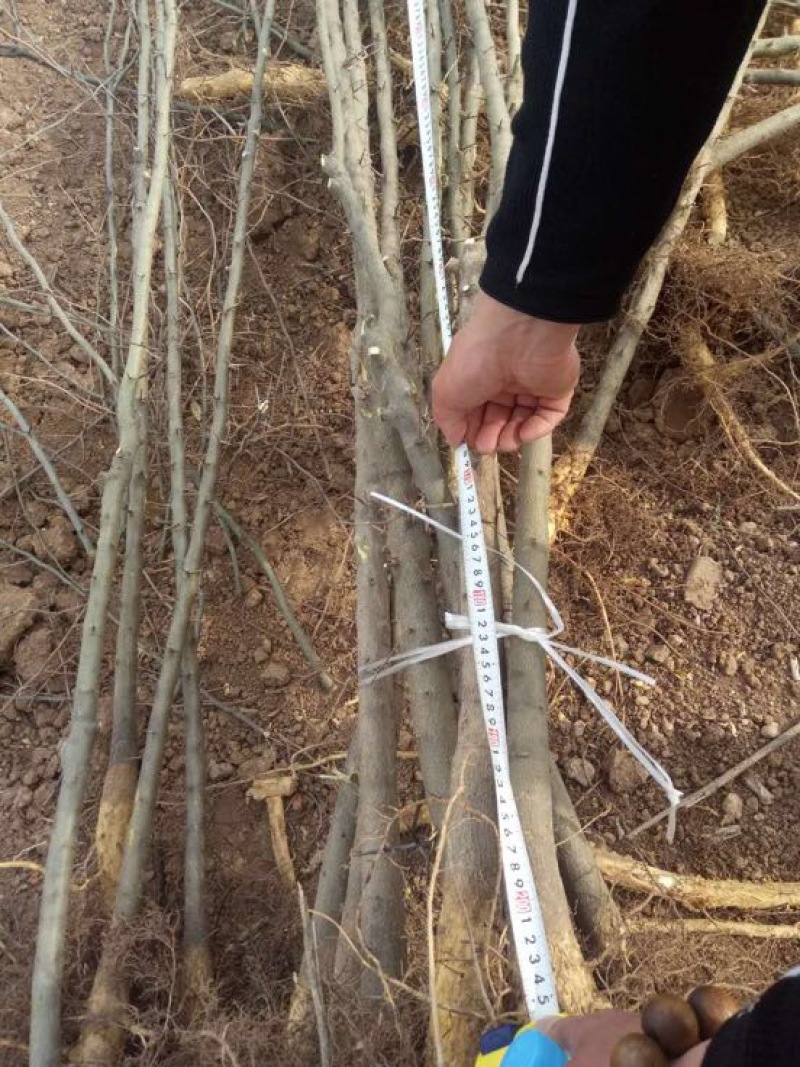 皂刺苗，嫁接皂角树种苗价格，新品种303皂角刺苗批发厂家