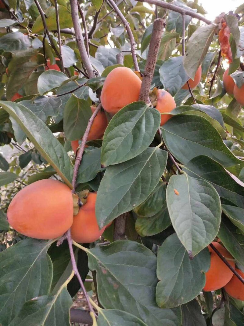 吊霜柿饼