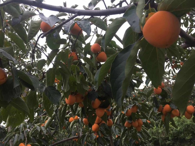 吊霜柿饼