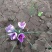 藏红花