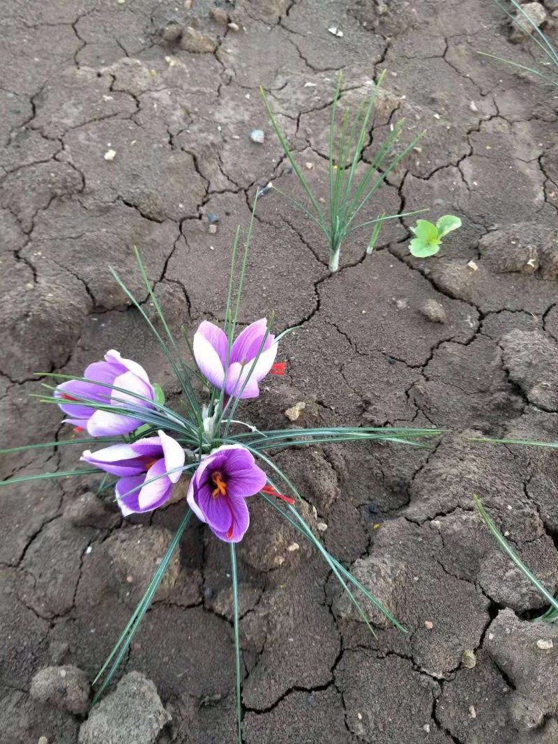藏红花