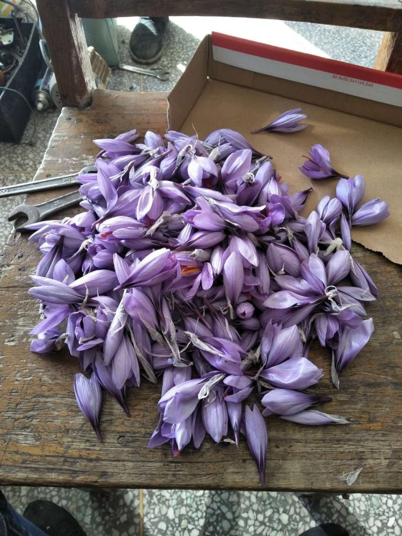 藏红花