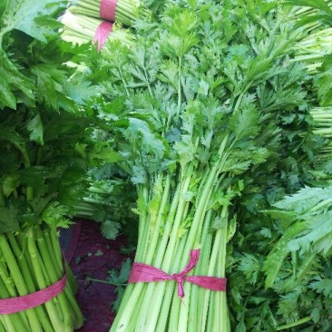 芹菜大量上市，价格优惠。