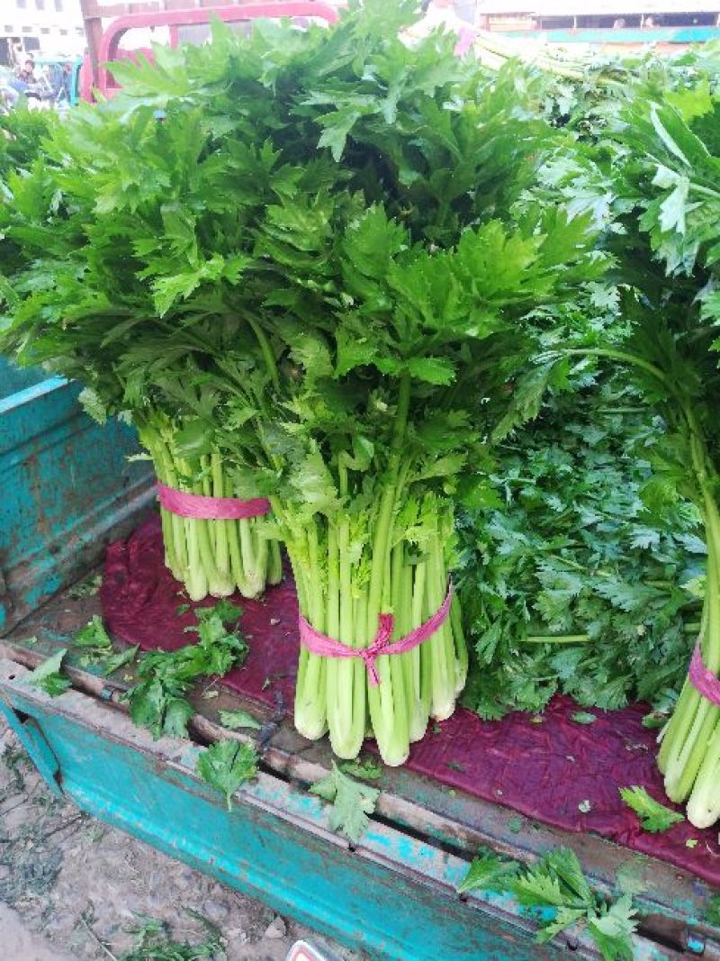 芹菜大量上市，价格优惠。