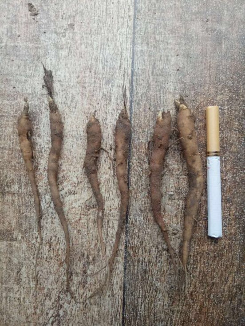 川赤芍苗10~20cm改良赤芍种苗价格