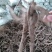 川赤芍苗10~20cm改良赤芍种苗价格