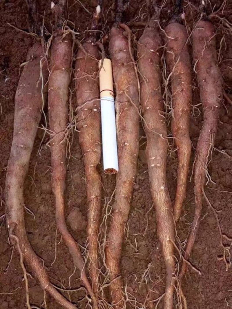 川赤芍苗10~20cm改良赤芍种苗价格