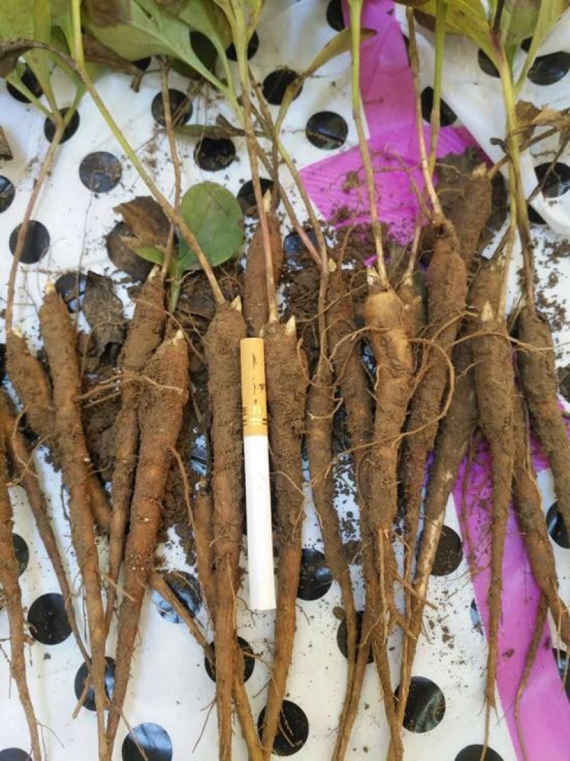 川赤芍苗10~20cm改良赤芍种苗价格