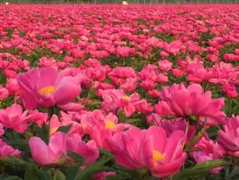 白芍种苗，大量红花白芍苗批发，改良芍药苗价格