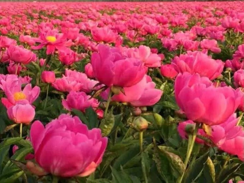 白芍种苗，大量红花白芍苗批发，改良芍药苗价格