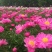 白芍种苗，大量红花白芍苗批发，改良芍药苗价格