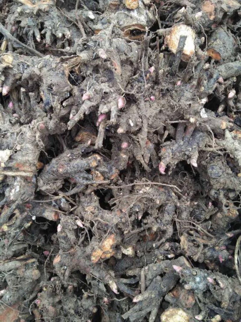 白芍种苗，大量红花白芍苗批发，改良芍药苗价格