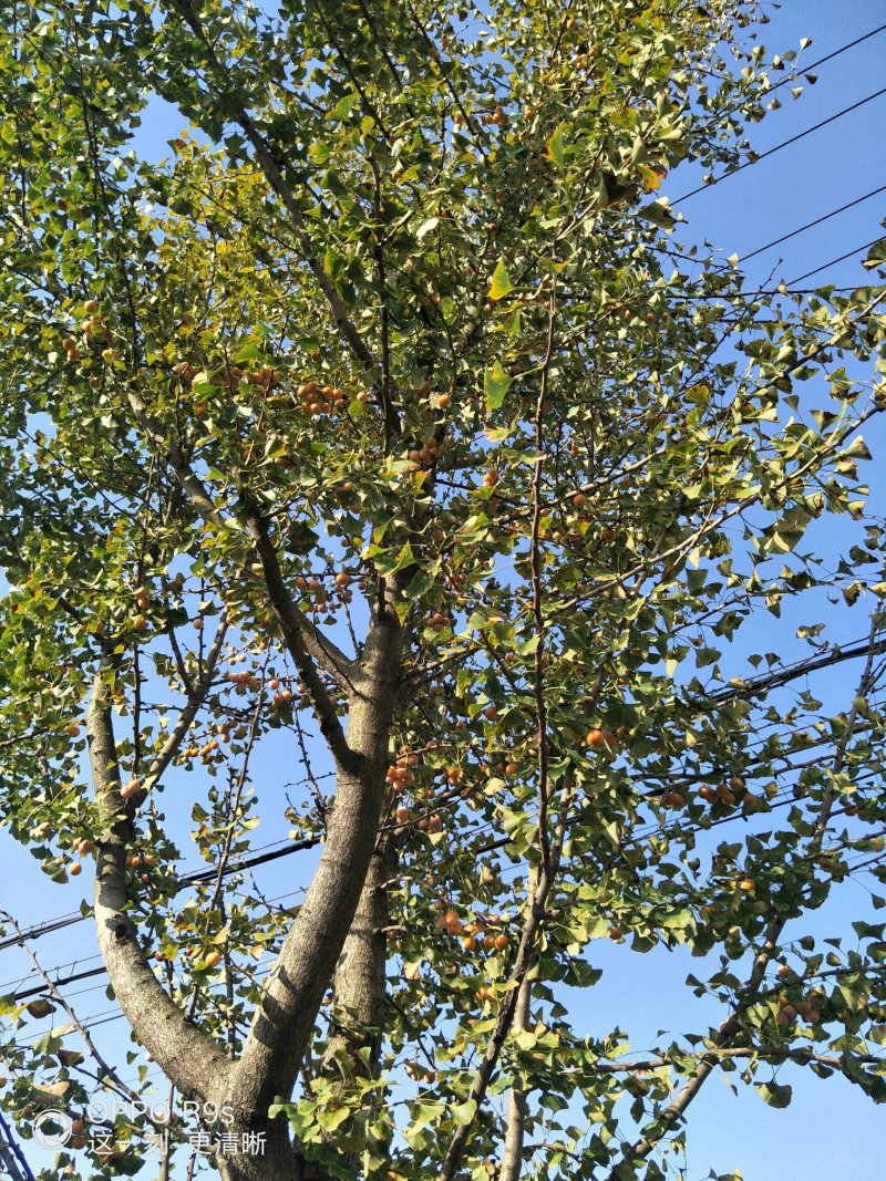 佛指白果