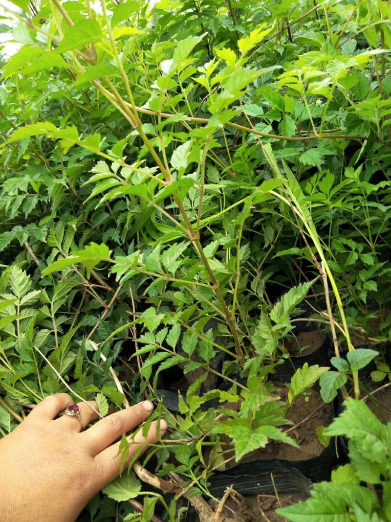 凌霄，基地直销，常年供应各种绿化苗木。。