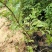 凌霄，基地直销，常年供应各种绿化苗木。。