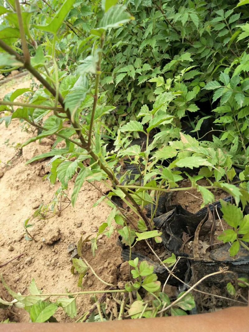凌霄，基地直销，常年供应各种绿化苗木。。
