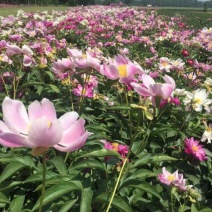 白花芍药苗/赤芍种苗价格/赤芍苗批发厂家供应