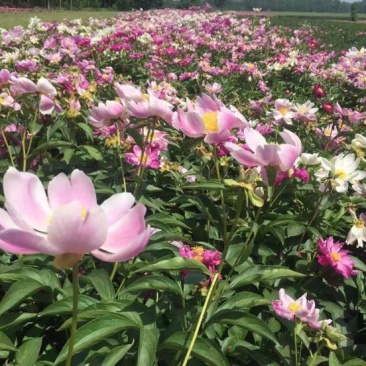 白花芍药苗/赤芍种苗价格/赤芍苗批发厂家供应