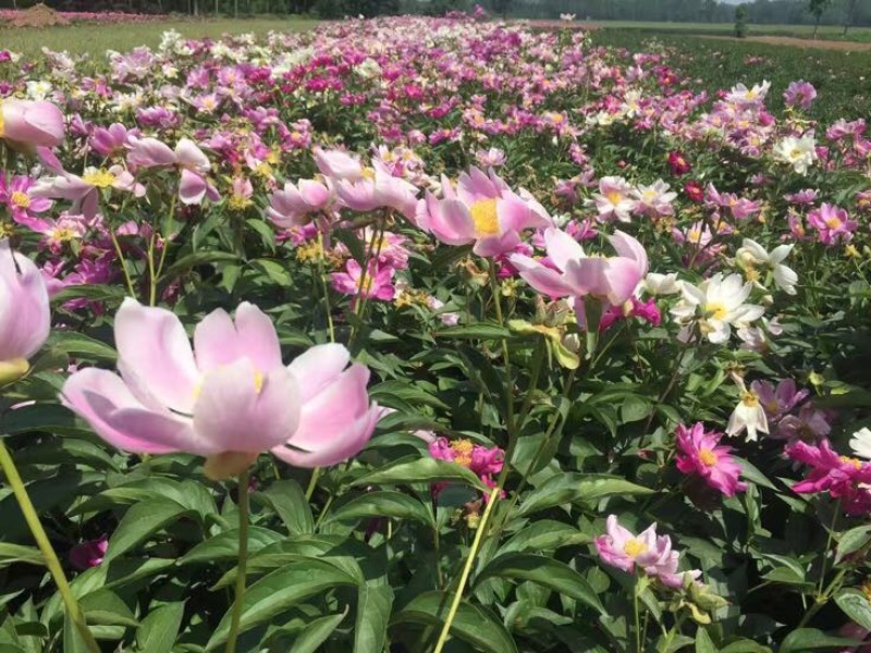 白花芍药苗/赤芍种苗价格/赤芍苗批发厂家供应