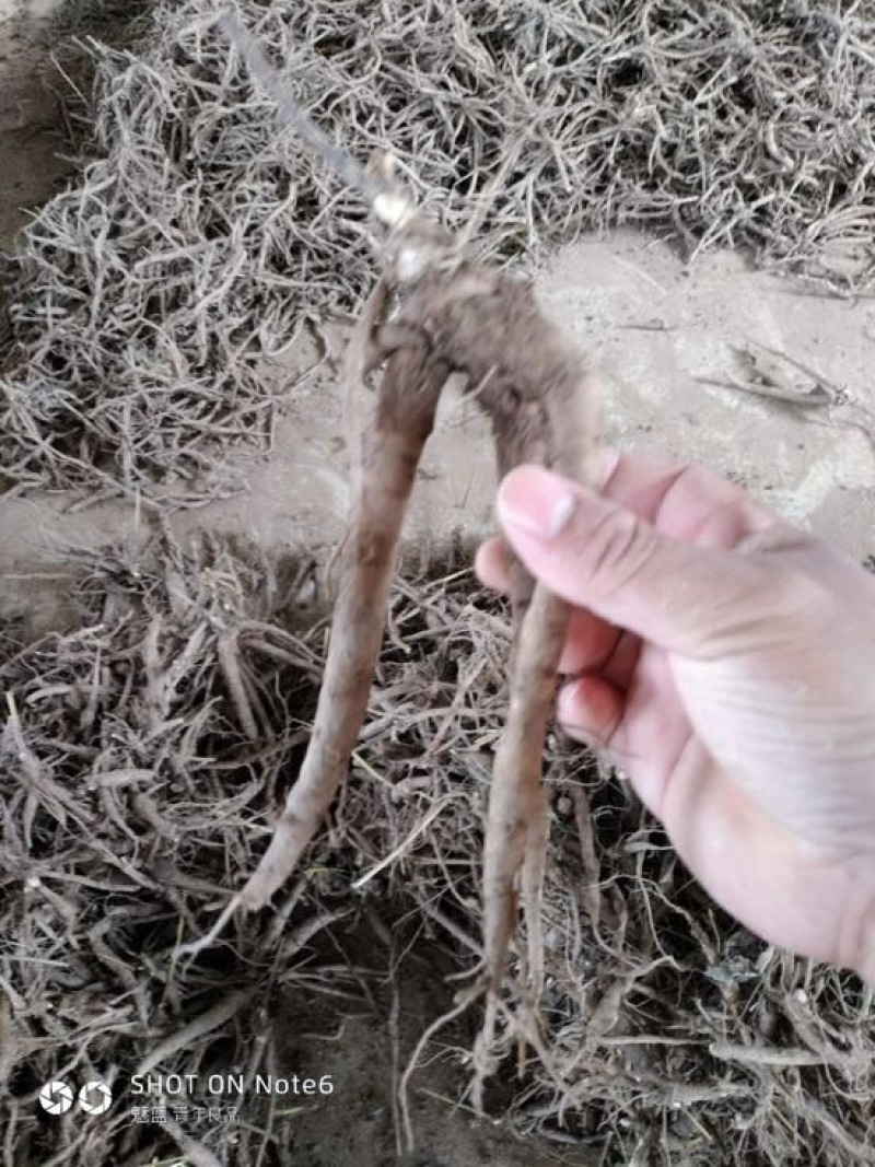 白花芍药苗/赤芍种苗价格/赤芍苗批发厂家供应