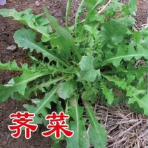 优质野菜种子济南批发大叶荠菜种子