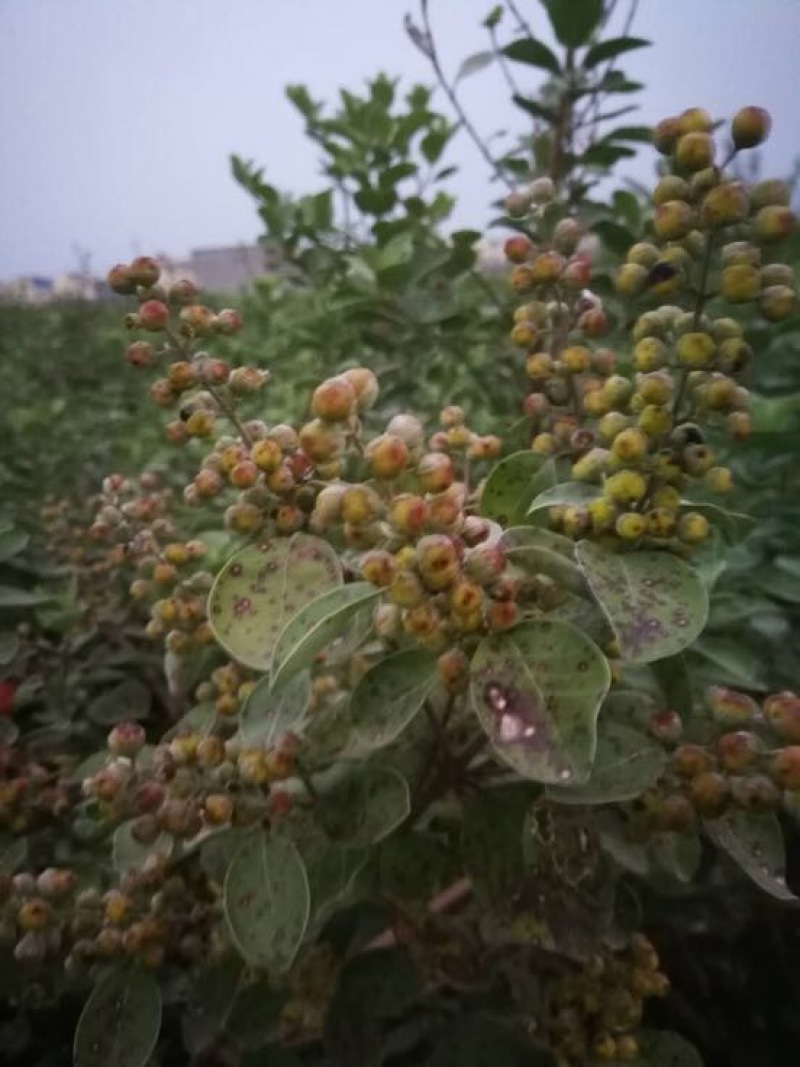 蔓荆子苗/单子叶高含量蔓荆子扦插苗价格/蔓荆子种苗批发