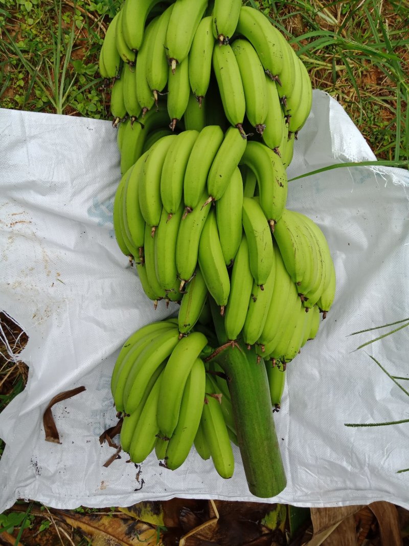 广东香蕉1号七成熟