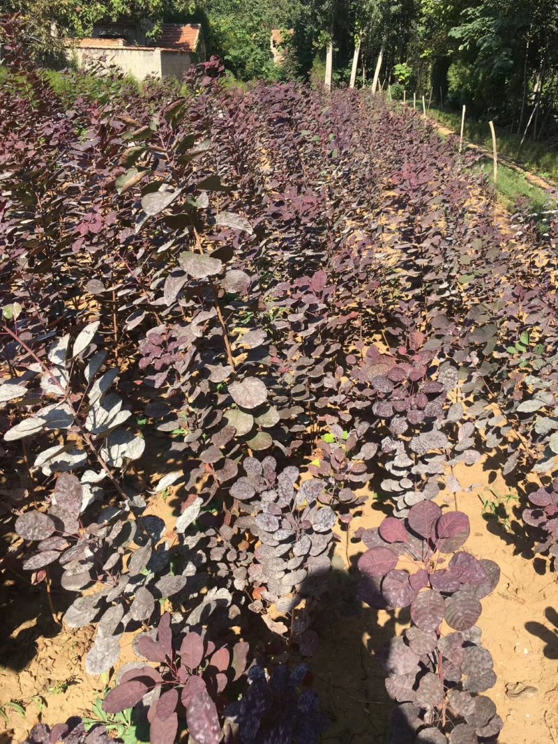 黄栌，基地直销，常年供应各种绿化苗木。。