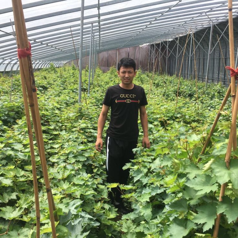 甜蜜蓝宝石葡萄苗30cm以下1年