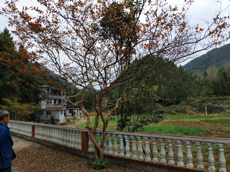 紫薇