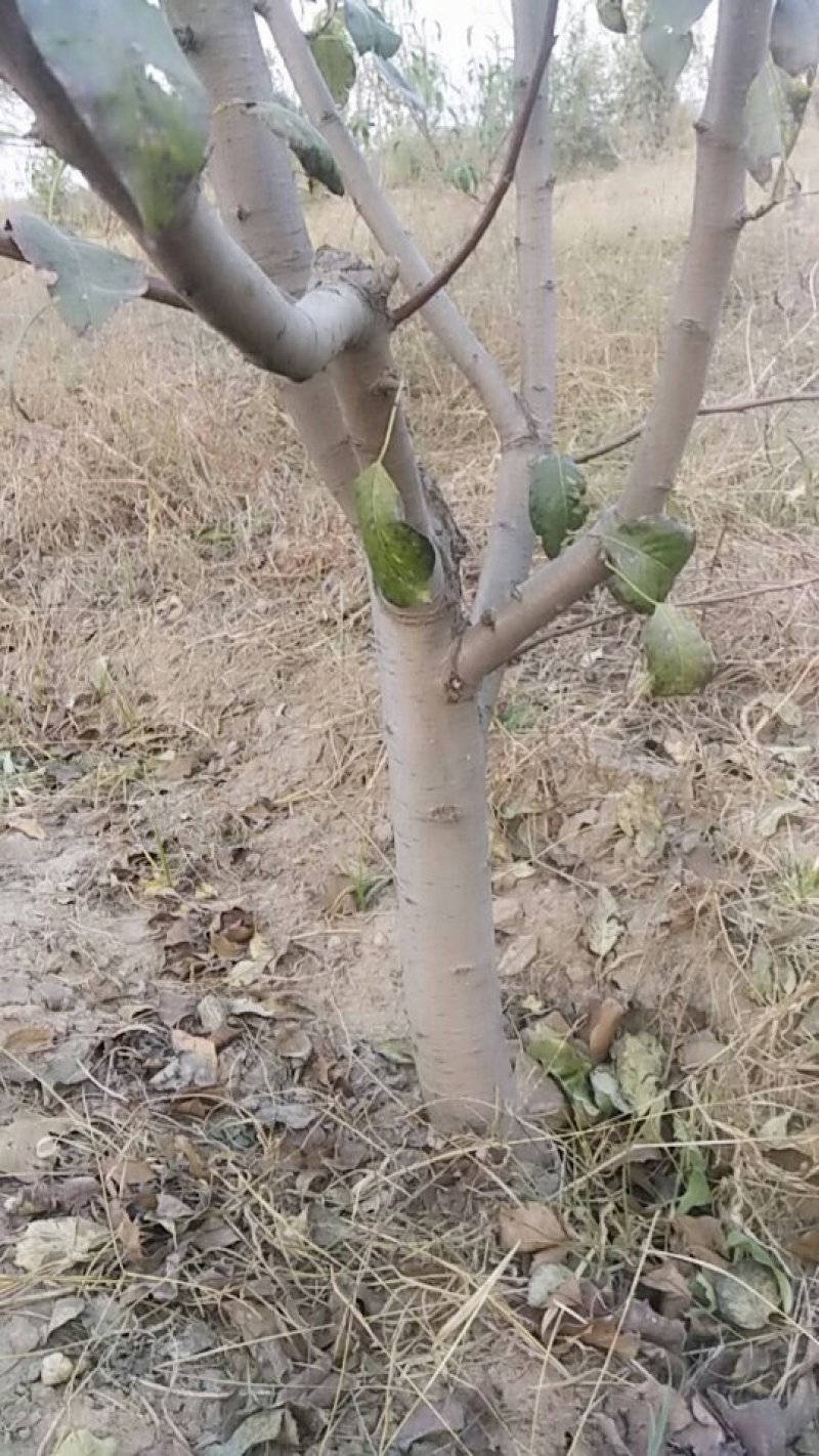 占地梨树