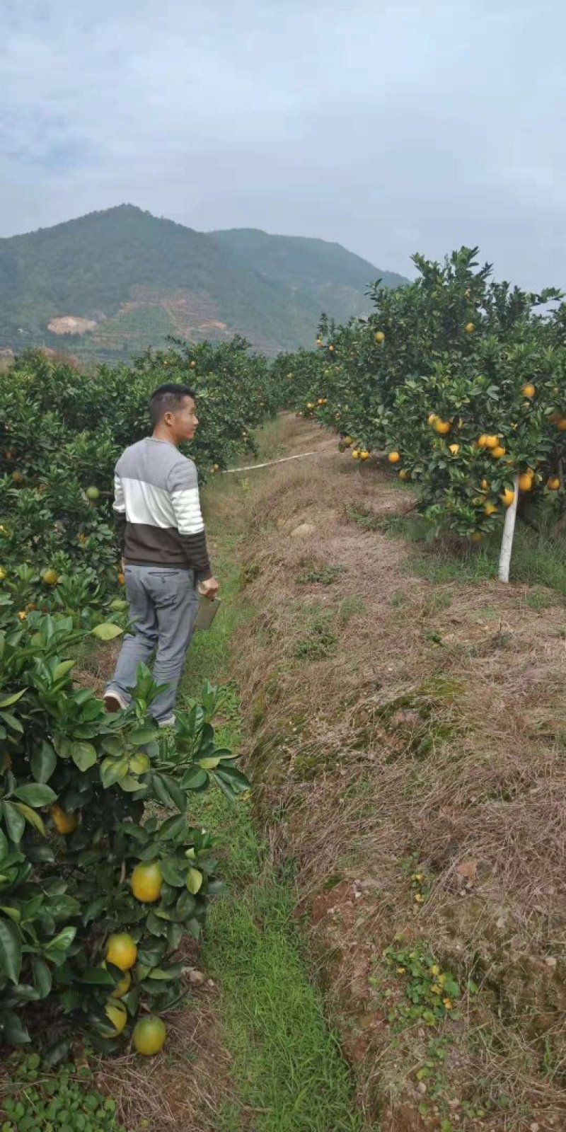 赣南脐橙