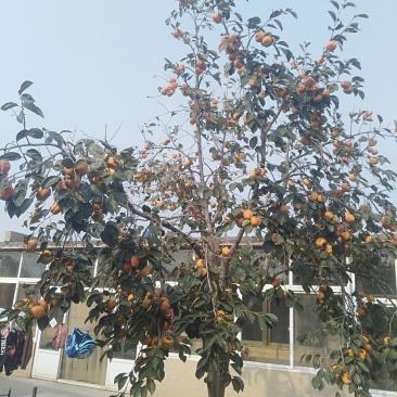 柿饼