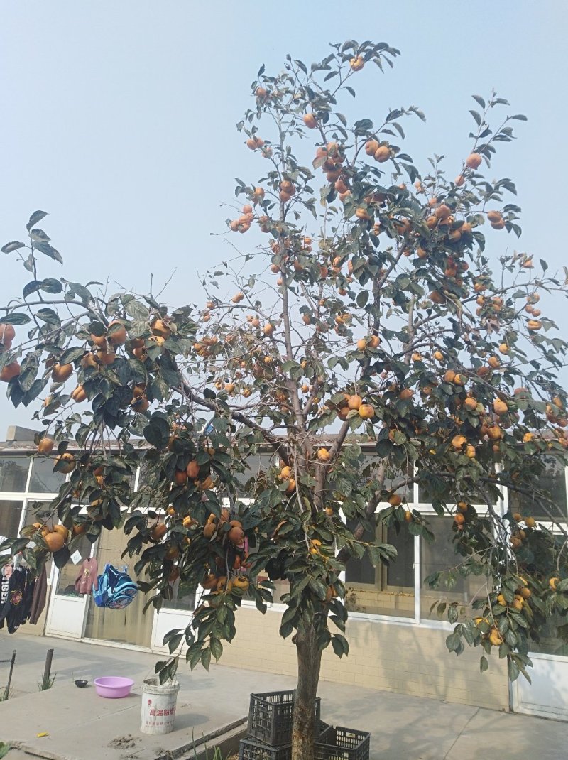 柿饼