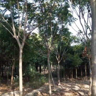 黄山栾树