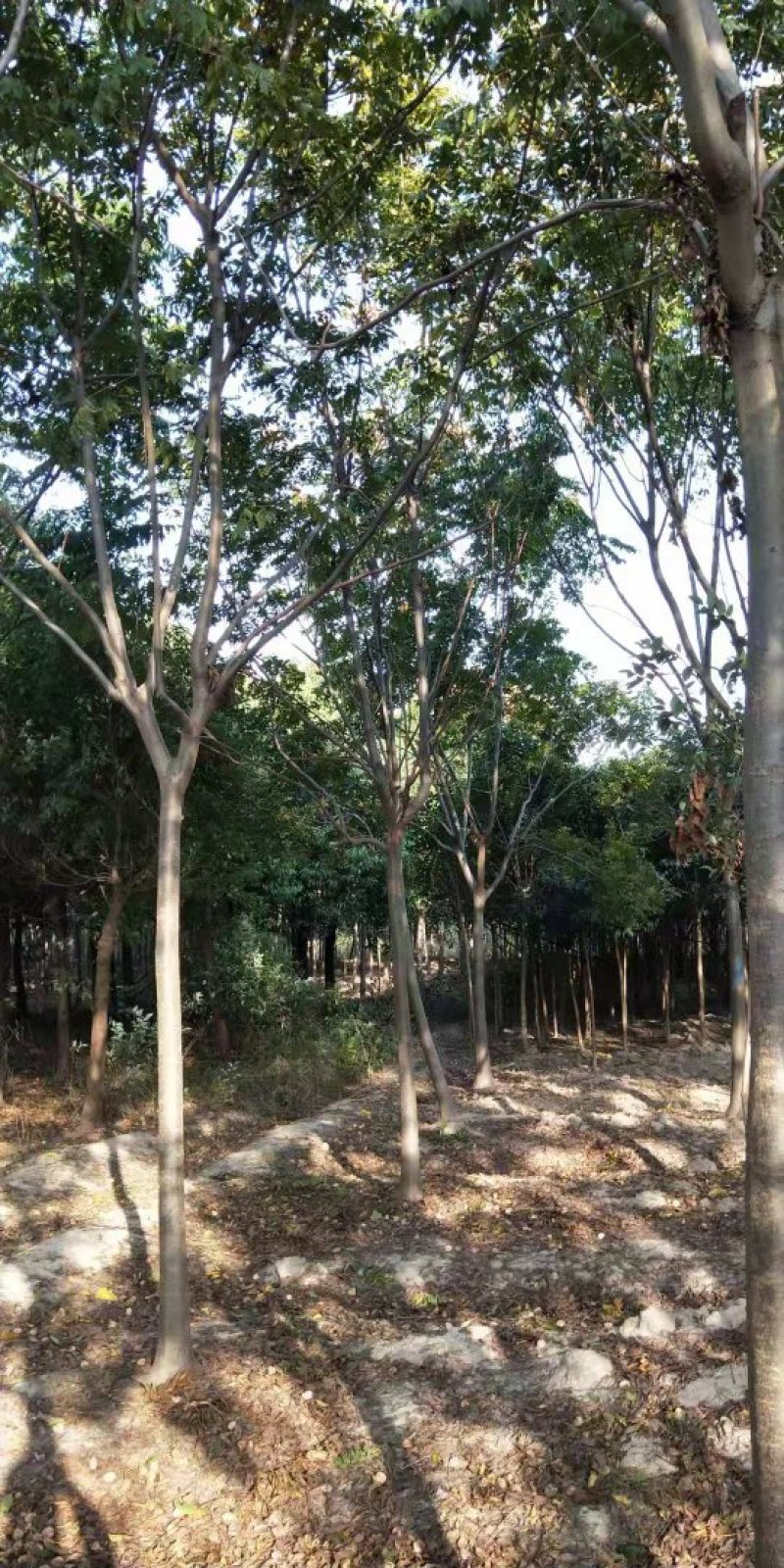 黄山栾树