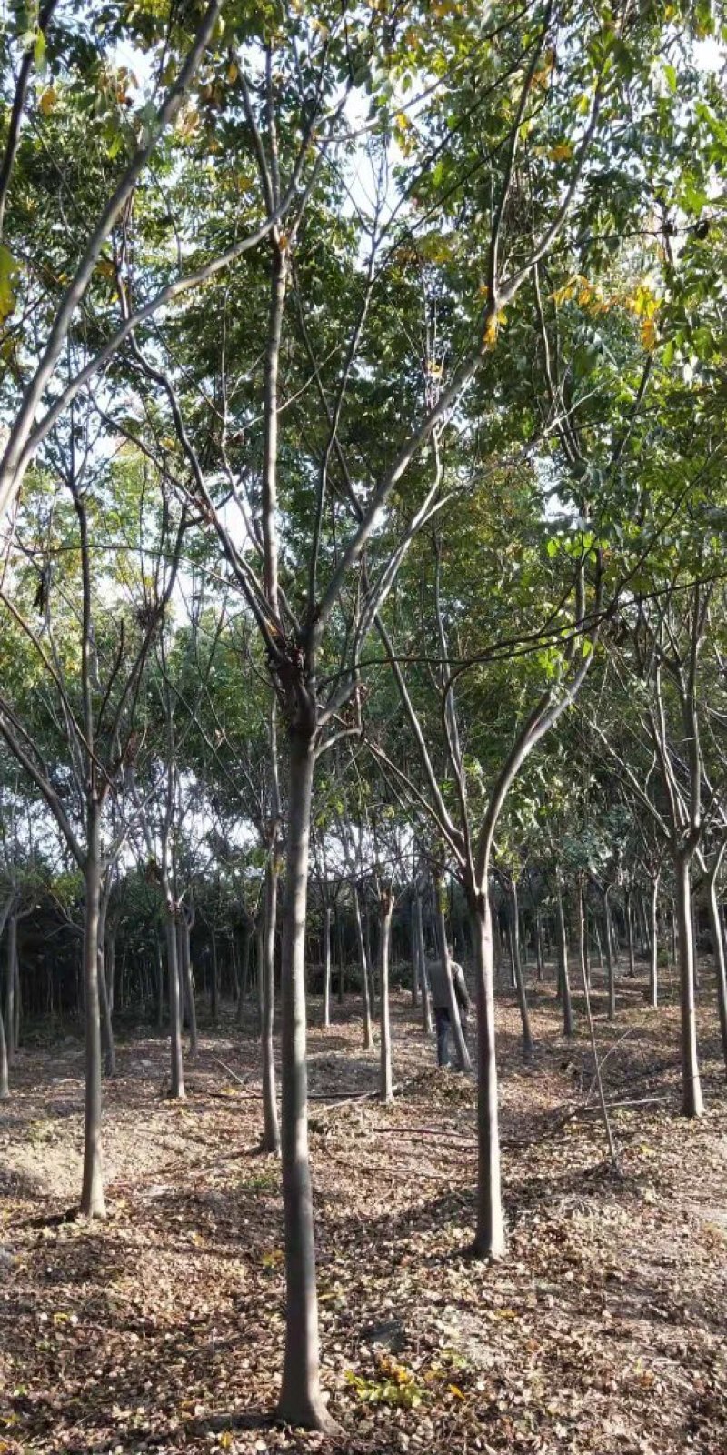黄山栾树