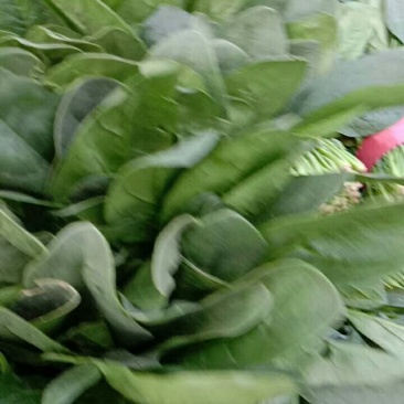 大叶波菜上市